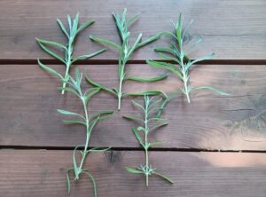 Jak skutecznie rozmnażać lawendę? Praktyczny poradnik krok po kroku