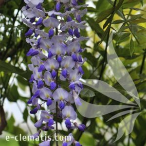 Dlaczego wisteria nie kwitnie? Odkryj możliwe przyczyny braku kwiatów