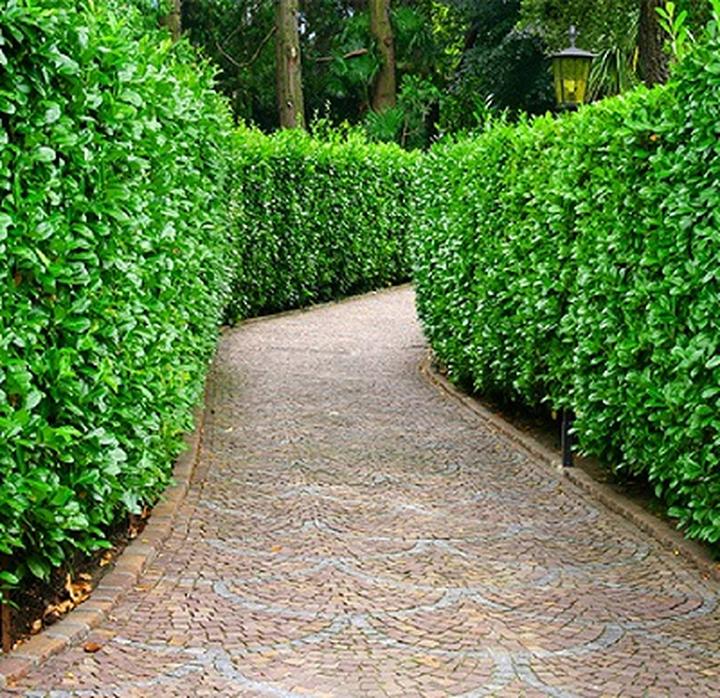 Laurowiśnia: Kiedy i jak ją sadzić oraz czy sprawdzi się jako żywopłot?