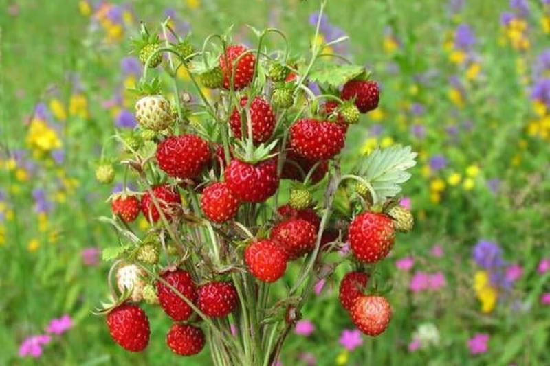 Warunki glebowe dla poziomek