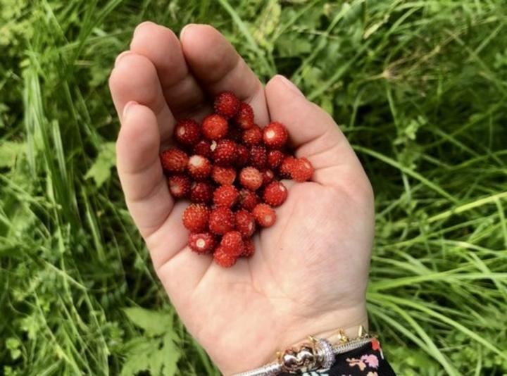 Jak i kiedy sadzić poziomki w różnych miejscach – praktyczny przewodnik dla ogrodników
