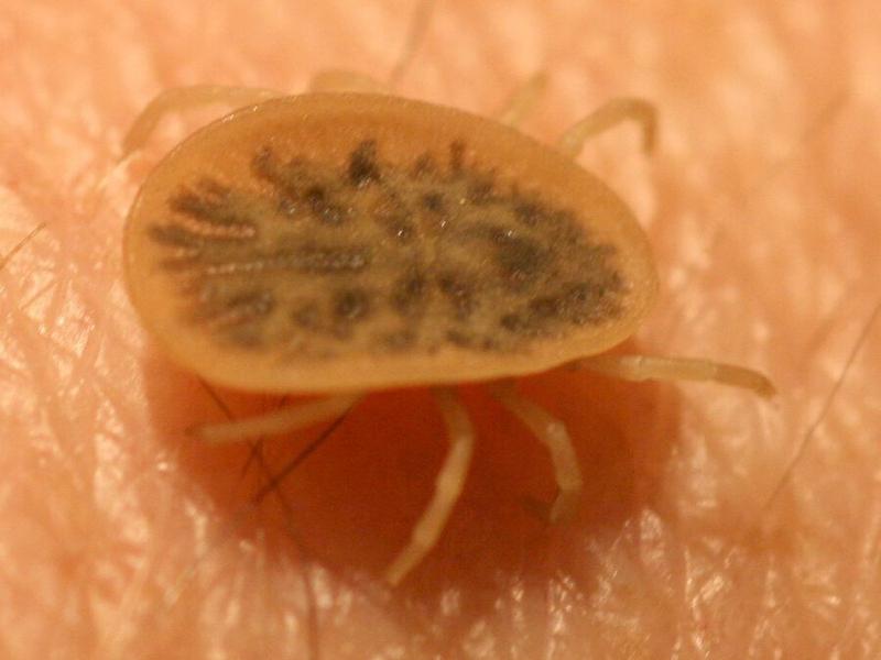 Jak skutecznie usunąć gniazdo gołębia z balkonu lub poddasza?