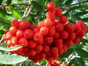 Jarzebina w ogrodzie: Jak skutecznie ją uprawiać i pielęgnować?