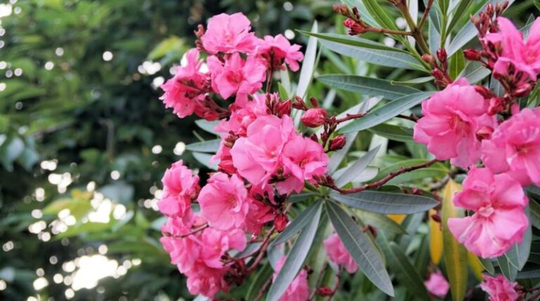 Sekrety udanej uprawy i pielęgnacji oleandra pospolitego w Twoim ogrodzie