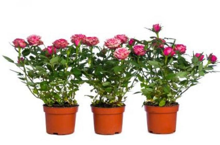 Jak skutecznie uprawiać i pielęgnować różyczki w doniczkach w domowych warunkach?