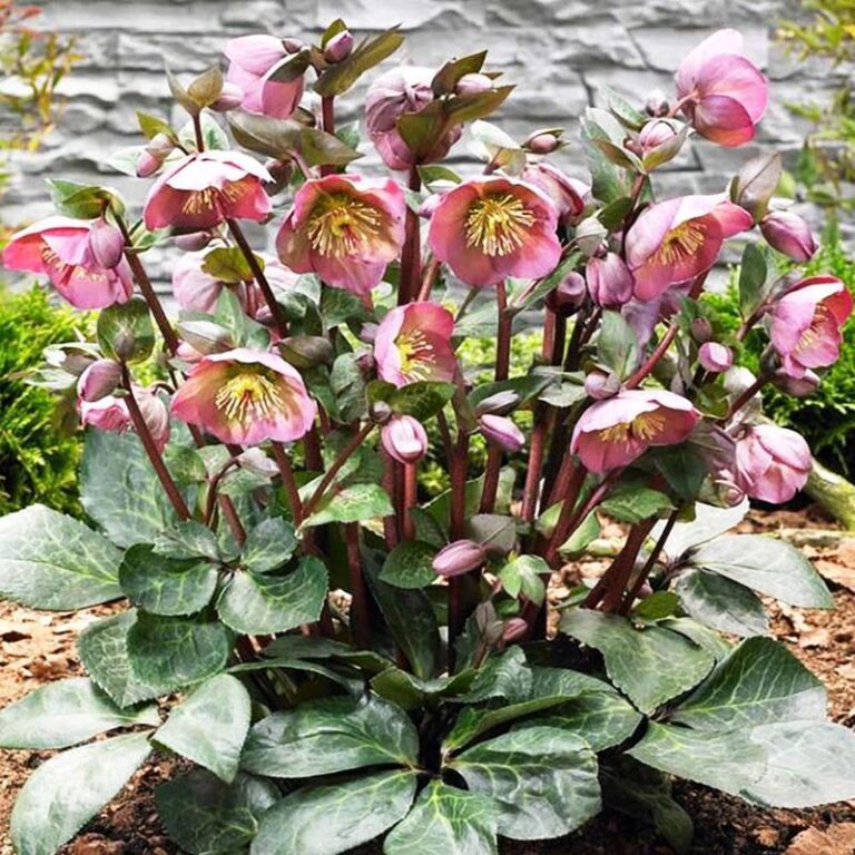 Sekrety uprawy ciemiernika ogrodowego – jak zadbać o ten niezwykły kwiat?