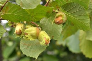 Jak i kiedy przycinać leszczynę? Kompletny poradnik dla ogrodników