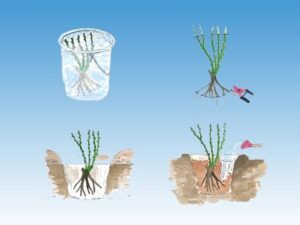 Kiedy i jak sadzić róże? Przewodnik krok po kroku dla początkujących