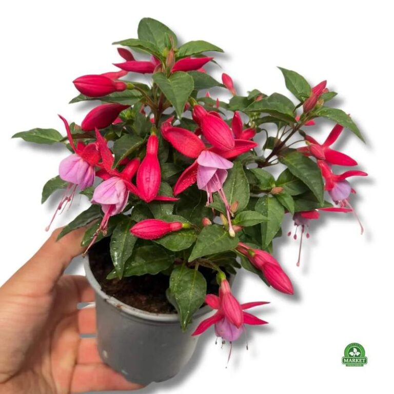 Fuksja w doniczce – jak skutecznie ją uprawiać i pielęgnować?