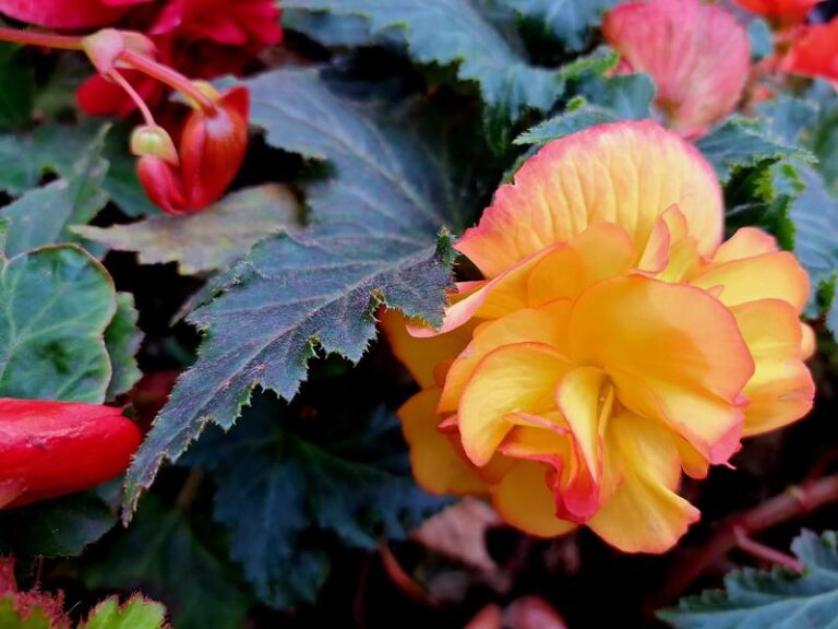 Idealne sposoby na prawidłowe zimowanie begoni – jak przezimować te wyjątkowe rośliny?